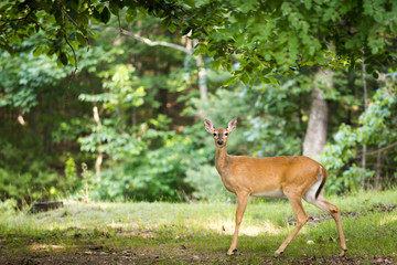 A female White tail deer standing in the woods looking at the camera. Green trees surround it. There is room for text or graphics on the left side.