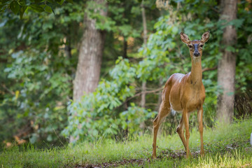 Naklejka na ściany i meble A female white tailed deer standing in the woods. She is facing the camera and there is room for text or graphics on the left side.