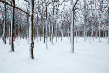 trunks of trees are covered with snow in the winter snowy park