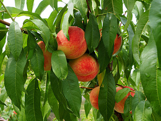 peach fruit on a branch