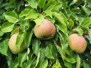 pear fruit on a tree