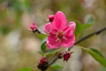 Spring flowering fruit trees, Apple trees.