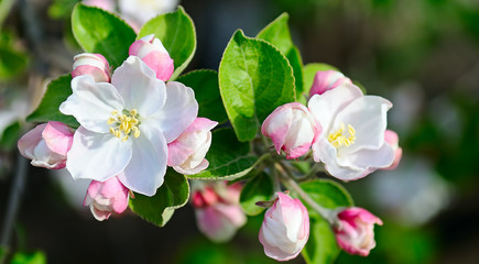Fototapeta na wymiar Flowers of an apple tree.