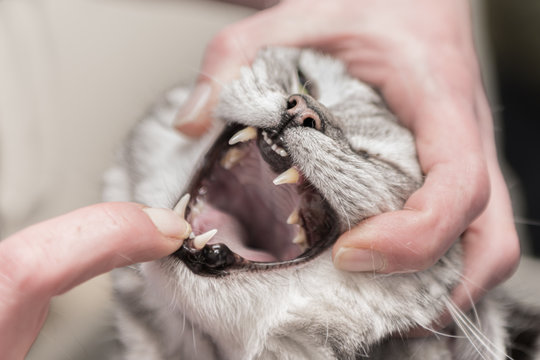 Vet Examines A  Grey Tabby Cat. Dental Check-up In The Veterinary Practice