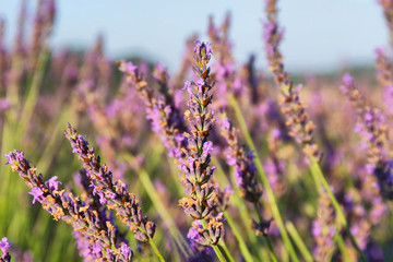Close up of lavender plant near Puimoisson, Provence, France