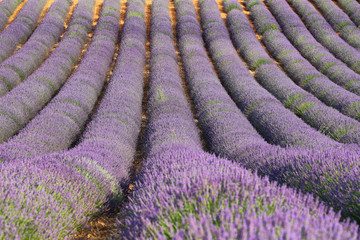 Fototapeta na wymiar Lavender field in Saint Jurs, Provence, France