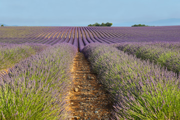 Fototapeta premium Lavender field in Valensole, Provence, France