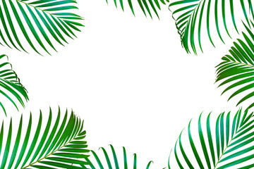 Fototapeta na wymiar Green lush leaves of palm tree in frame shape.