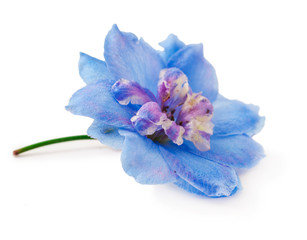 Flower head of blue delphinium garden plant isolated on a white background.