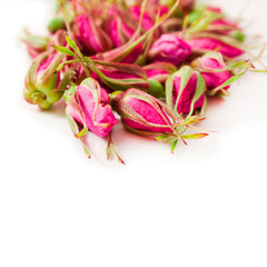 Rose buds isolated on a white background.