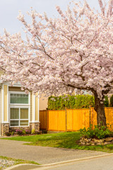 Fragment of a very neat and colorful home with gorgeous outdoor landscape in suburbs of Vancouver, Canada