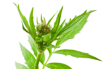 Valerian herb flower sprigs isolated on a white background.