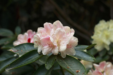 Big flowers of summer and spring.