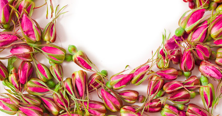 Rose buds isolated on a white background.