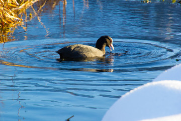 Blässhuhn im Winter auf dem Wasser