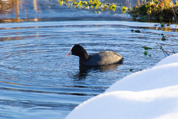 Blässhuhn im Winter auf dem Wasser