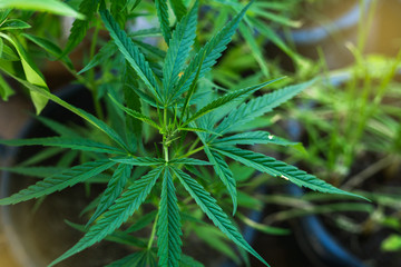 murijuana plants , cannabis bud