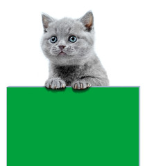 Small kitten stay on a chromakey Board