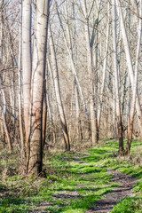 Forest winter without snow
