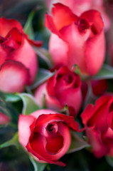 romantic, february 14, valentine's day, red rose, love, flower, romance, petal, gift, bouquet,...