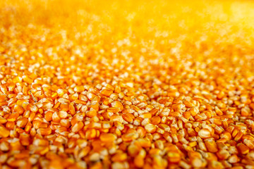 Raw sweet yellow corn with golden background