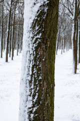 close-up of tree trunk covered with snow