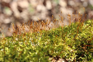 Moss Close up
