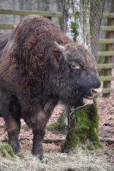 Fototapeta premium poland