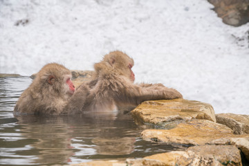 Naklejka premium Japanese Snow Monkeys relaxing and bathing in the hot spring among the snowy mountain in Jigokudani Snow Monkey Park (JIgokudani-YaenKoen) at Nagano Japan on Feb. 2019.