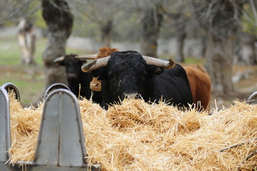 toro dehesa