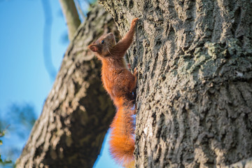 Eichhörnchen
