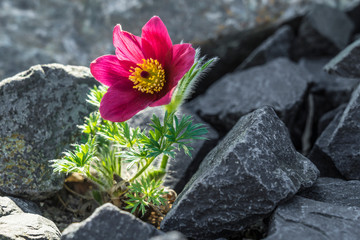 Flower growing out of a rock.