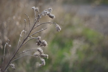 Wild dry flowers grow in blurred field.