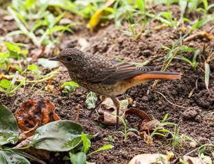 Wild nightingale bird in the garden