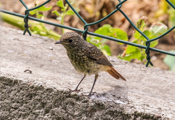 Wild nightingale bird on the concrete