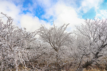 Snow and Snow Wetlands 1100 Hills in Hallasan, Jeju Island