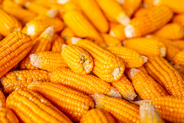 Raw sweet yellow corn, local market