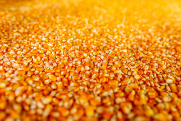 Raw sweet yellow corn with golden background