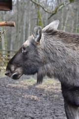 Fototapeta premium poland