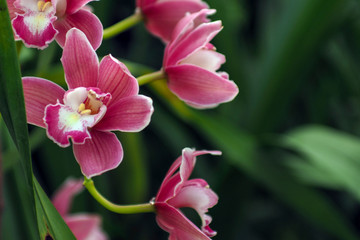 Beautiful orchid flowers blooming in the garden