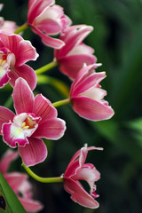 Fototapeta na wymiar Beautiful orchid flowers blooming in the garden