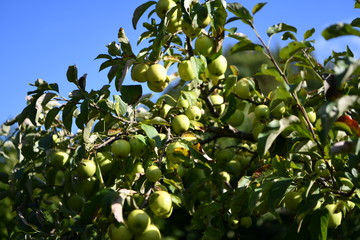 apples with ripe apples on the tree