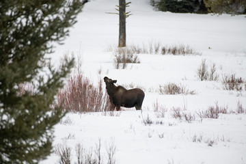 Moose raising head in snow
