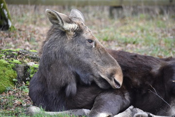 Fototapeta premium poland
