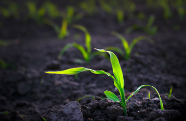 corn sprouts grow in a field with black soil