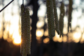 Naklejka premium Spinne auf Birkensamen im Adendrot