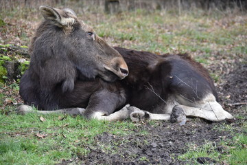 Fototapeta premium poland