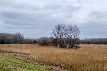 Wetlands covered with reeds in autumn 