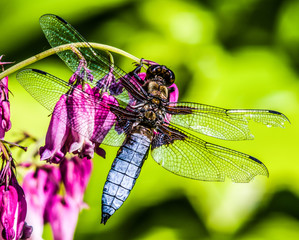 dragonfly on a pink flower in the rays of the summer sun Full frame zoom