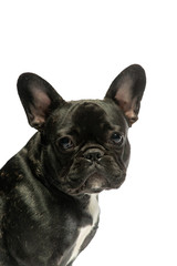 black french bulldog on a white background. Portrait of a dog.